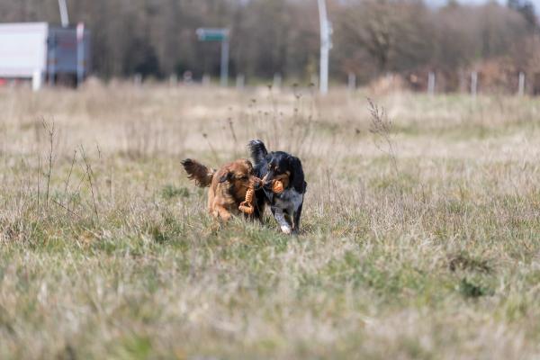 Trixie Spieltau mit eingeflochtenem Ball Hundespielzeug